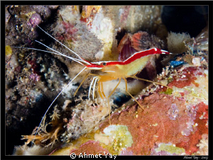 White banded cleaner shrimp by Ahmet Yay 